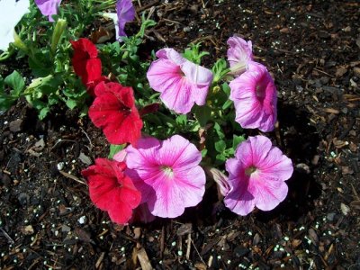 March 2008 026.jpg