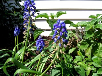 March 2008 027.jpg