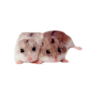 hamsters.jpg