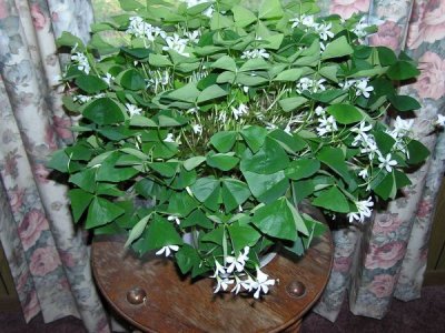 plant 003.jpg