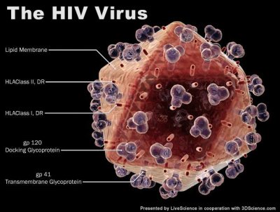 060505_hiv_virus_021.jpg